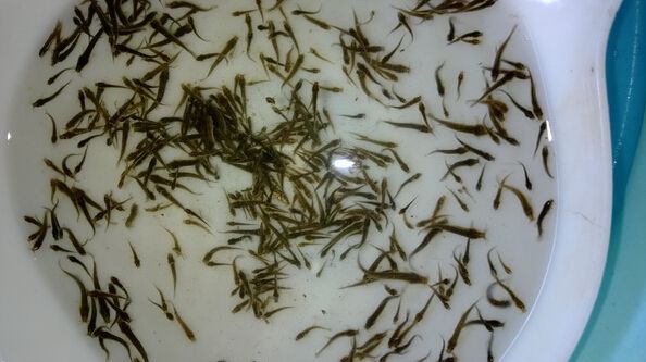 甲鱼养殖技术_广西玉林甲鱼养殖_广西甲鱼收购