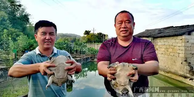 广西灌阳吉田村生态甲鱼养殖_吉田村甲鱼养殖合作社_广西甲鱼养殖