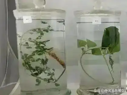什么东西甲醛含量高_甲醛超标装修材料_甲醛释放周期长材料